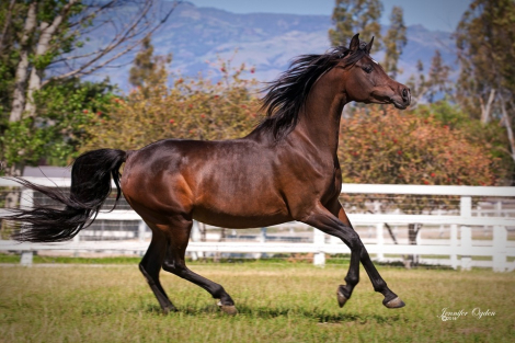 HorseID: 2286814 Foal in-utero Haalani SMF/Kisra Djamel Sinan - PhotoID: 1088045