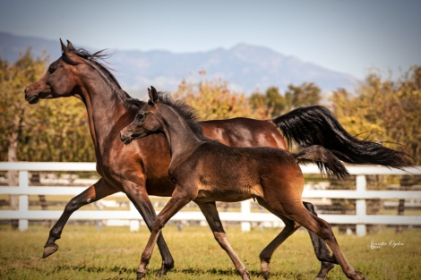 HorseID: 2286814 Foal in-utero Haalani SMF/Kisra Djamel Sinan - PhotoID: 1088046