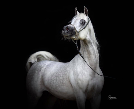 HorseID: 2286814 Foal in-utero Haalani SMF/Kisra Djamel Sinan - PhotoID: 1088047