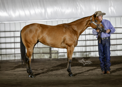 HorseID: 2287232 Everlasting Secrets - PhotoID: 1085834