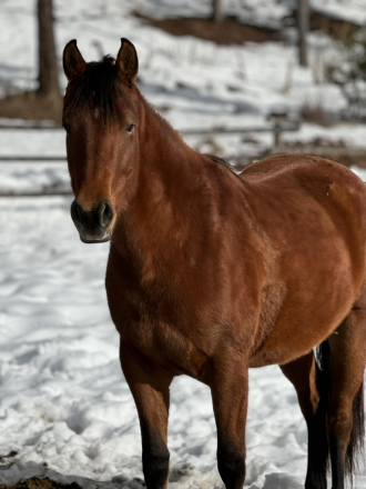 HorseID: 2287277 Piper - PhotoID: 1087632