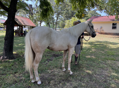 HorseID: 2287402 TS Bee Leo Brudder - PhotoID: 1077901