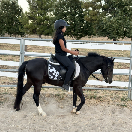 HorseID: 2287648 Sharpie - PhotoID: 1087392