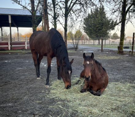 HorseID: 2287726 Alknightledo - PhotoID: 1086852