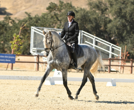 HorseID: 2288730 Flamenco De Vientos - PhotoID: 1066187