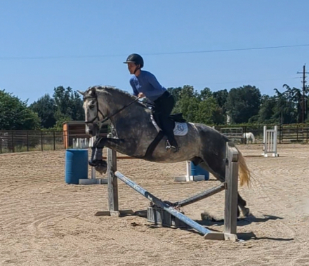 HorseID: 2288730 Flamenco De Vientos - PhotoID: 1067020