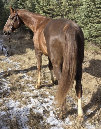 HorseID: 2288926 Justifiable Mischief - PhotoID: 1086619