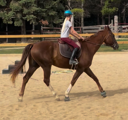 HorseID: 2288926 Justifiable Mischief - PhotoID: 1086620