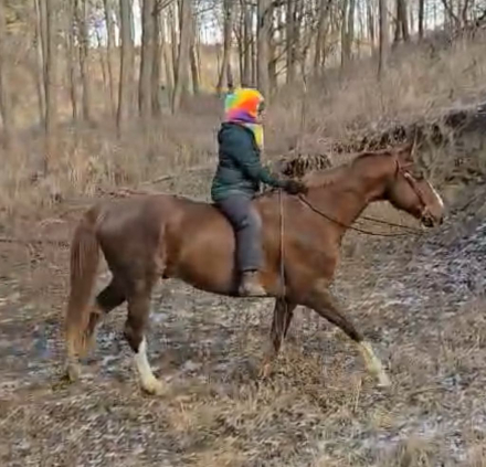 HorseID: 2288926 Justifiable Mischief - PhotoID: 1086621