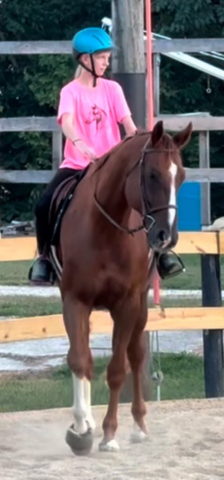 HorseID: 2288926 Justifiable Mischief - PhotoID: 1086622