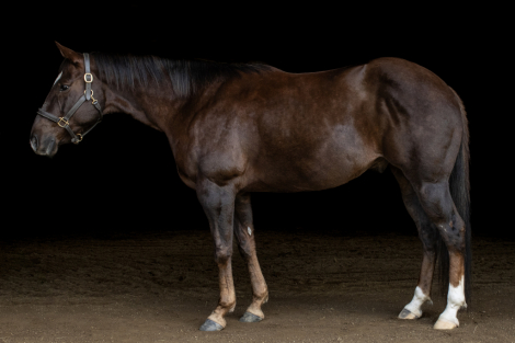 HorseID: 2289124 Boomer - PhotoID: 1066663