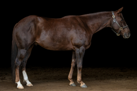 HorseID: 2289124 Boomer - PhotoID: 1066664