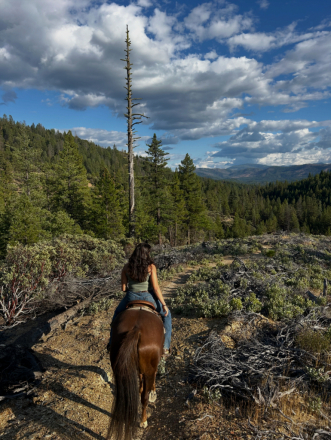 HorseID: 2289124 Boomer - PhotoID: 1066667