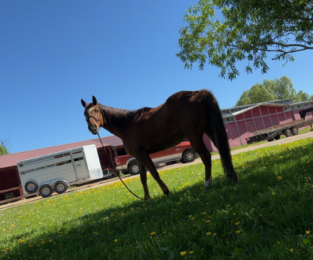 HorseID: 2289124 Boomer - PhotoID: 1066668