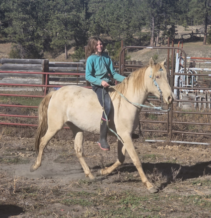 HorseID: 2289496 Prince - PhotoID: 1088095