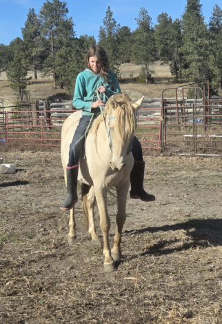 HorseID: 2289496 Prince - PhotoID: 1088096