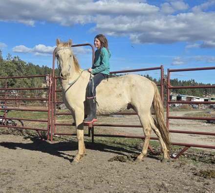 HorseID: 2289496 Prince - PhotoID: 1088097