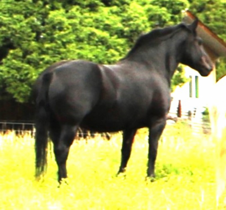 HorseID: 2290027 Sally Jewel - PhotoID: 1086094