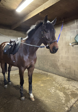 HorseID: 2290261 Meteor Man - PhotoID: 1068305