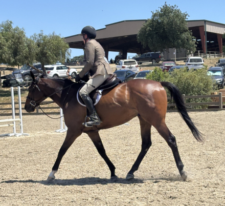 HorseID: 2290261 Meteor Man - PhotoID: 1068306