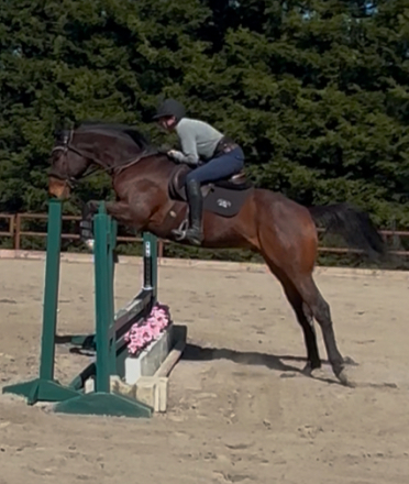 HorseID: 2290261 Meteor Man - PhotoID: 1068307