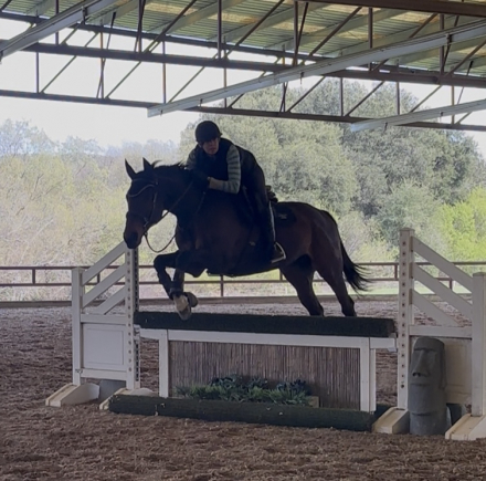 HorseID: 2290261 Meteor Man - PhotoID: 1068425