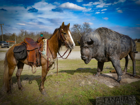 HorseID: 2290486 GENTLE BOMB PROOF TRAIL DELUXE DRAFT CROSS - PhotoID: 1087481