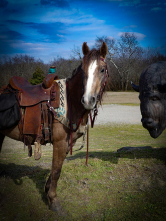 HorseID: 2290486 GENTLE BOMB PROOF TRAIL DELUXE DRAFT CROSS - PhotoID: 1087482