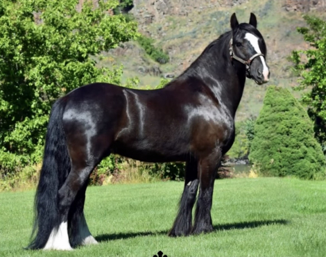 HorseID: 2290884 Sterling Balou - PhotoID: 1087031