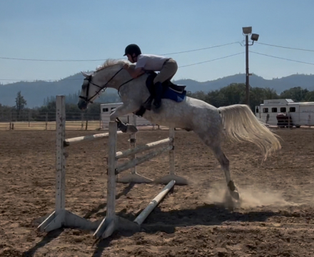 HorseID: 2291016 Calvin Klein - PhotoID: 1086069