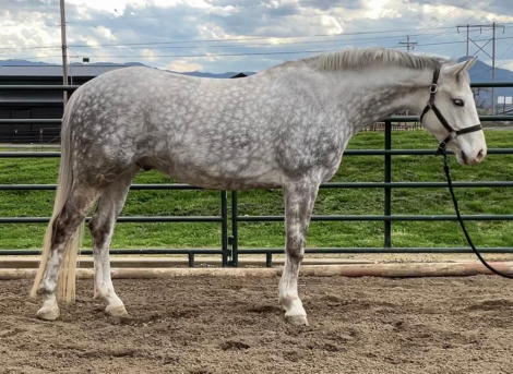 HorseID: 2291016 Calvin Klein - PhotoID: 1086071