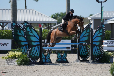 HorseID: 2291285 Maximo Gorado - PhotoID: 1087124