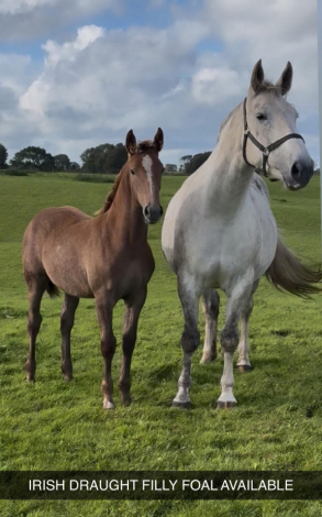 HorseID: 2291558 Irish Draught geldings and Youngstock - PhotoID: 1070056