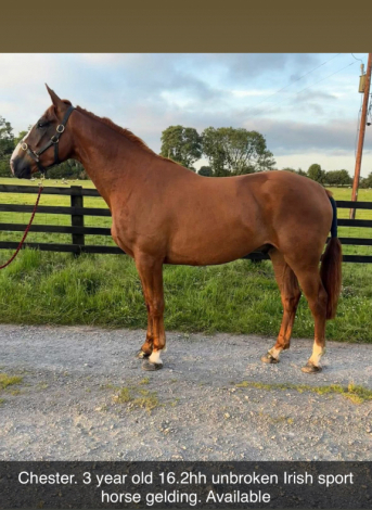 HorseID: 2291558 Irish Draught geldings and Youngstock - PhotoID: 1070057