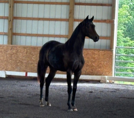 HorseID: 2291651 Dion - PhotoID: 1070199