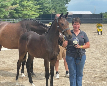 HorseID: 2291651 Dion - PhotoID: 1070200