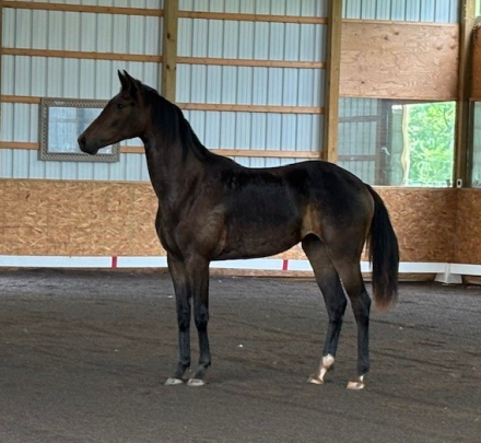 HorseID: 2291651 Dion - PhotoID: 1070201