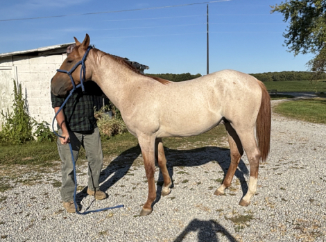 HorseID: 2291977 Box c RL Poco Doc - PhotoID: 1086474