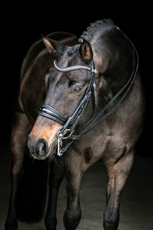 HorseID: 2292472 Don Hannes - PhotoID: 1071194