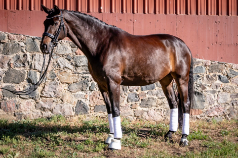 HorseID: 2292472 Don Hannes - PhotoID: 1071197