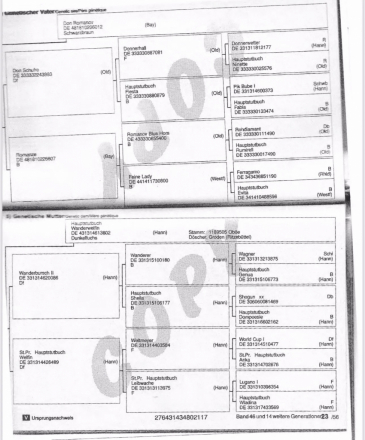 HorseID: 2292472 Don Hannes - PhotoID: 1071198