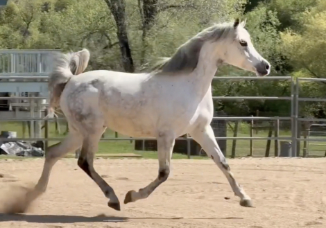 HorseID: 2292738 Habiba Fadjur - PhotoID: 1086161