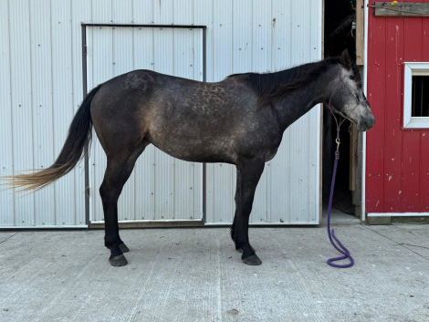 HorseID: 2292930 Twist Ta Frenchman - PhotoID: 1086706