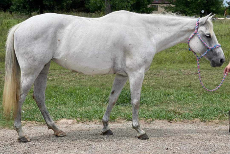 HorseID: 2293067 Skye - PhotoID: 1086085