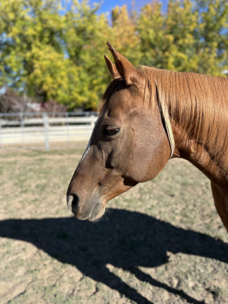 HorseID: 2293075 Woodford Chocolate - PhotoID: 1087870