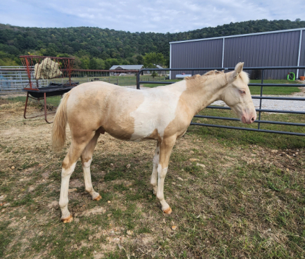 HorseID: 2293167 Scotch On Ice - PhotoID: 1072099