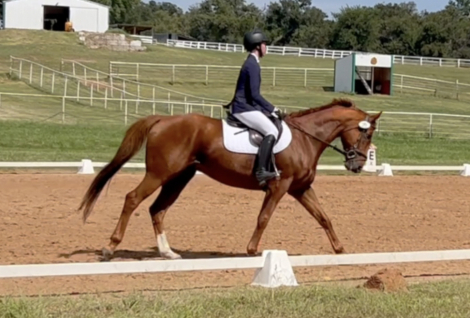 HorseID: 2293491 CCs Dreamboat - PhotoID: 1085731