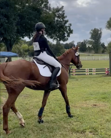 HorseID: 2293491 CCs Dreamboat - PhotoID: 1085732