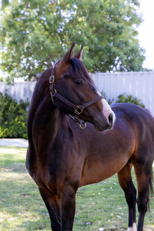 HorseID: 2293620 Apollo - PhotoID: 1087587