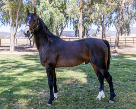 HorseID: 2293620 Apollo - PhotoID: 1087588